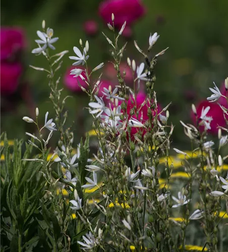 Astlose Graslilie Astlose Graslilie