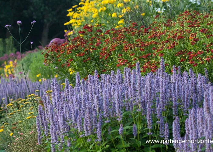 Garten-Duftnessel 'Blue Fortune' Garten-Duftnessel 'Blue Fortune'
