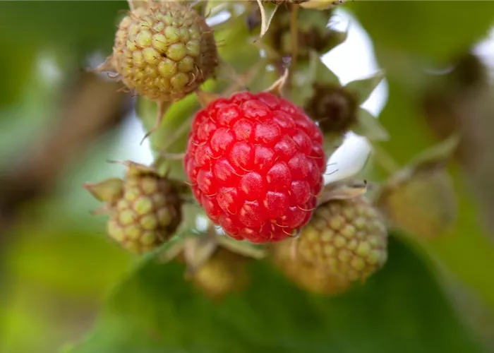 Rubus idaeus 'Willamette' Rubus idaeus 'Willamette'