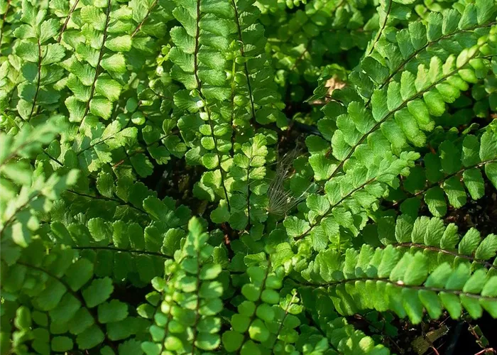 Braunstieliger Streifenfarn Braunstieliger Streifenfarn