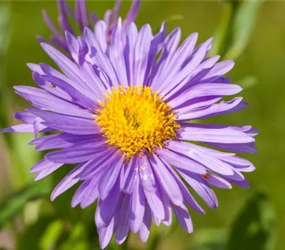Alpen-Aster Alpen-Aster