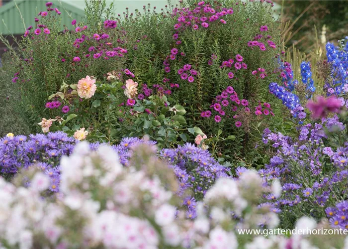 Raublatt-Aster Raublatt-Aster