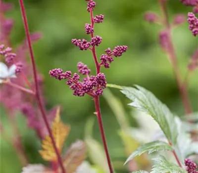 Arends Garten-Prachtspiere 'Fanal' Arends Garten-Prachtspiere 'Fanal'