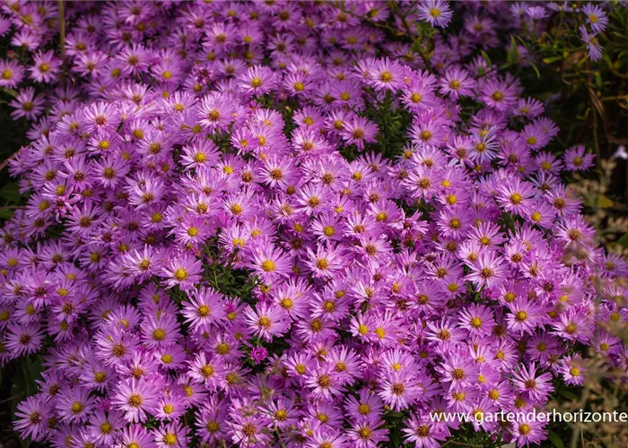 Kissen-Aster Kissen-Aster