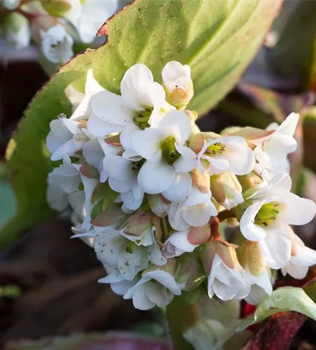 Bergenia cordifolia 'Bressingham White' Bergenia cordifolia 'Bressingham White'