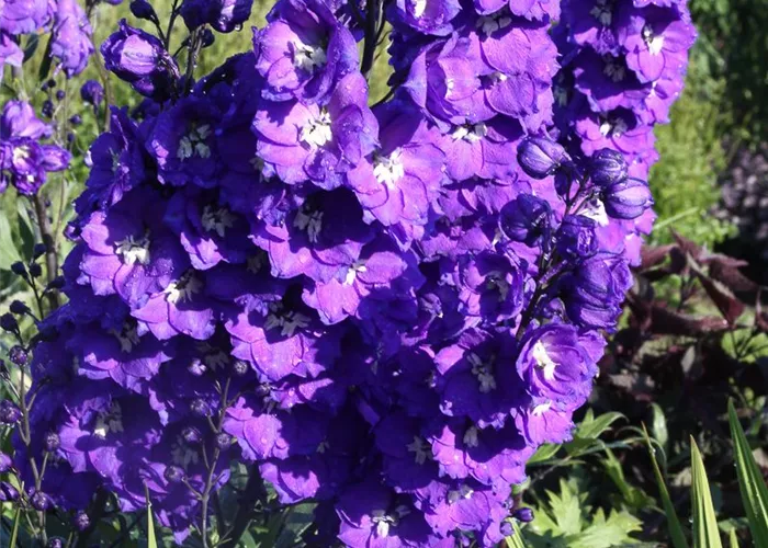 Hoher Rittersporn Hoher Rittersporn