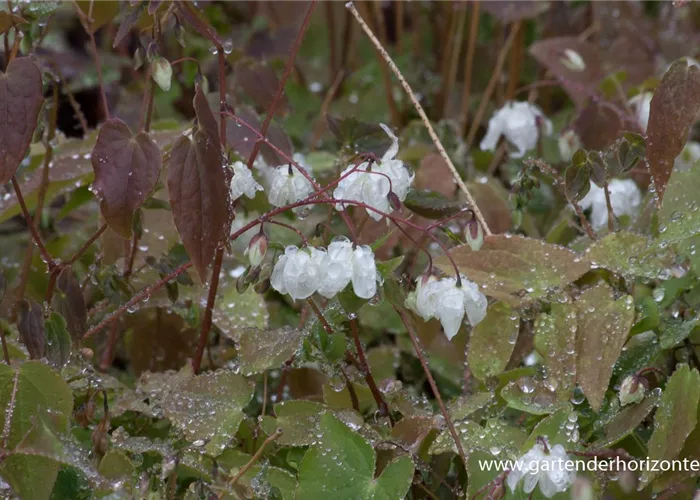 Zierliche Garten-Elfenblume 'Niveum' Zierliche Garten-Elfenblume 'Niveum'