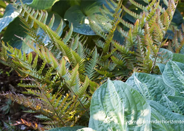 Rotschleierfarn Rotschleierfarn