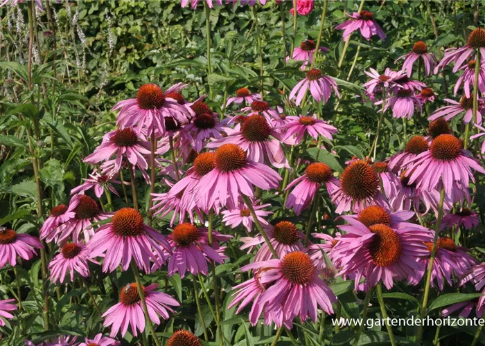 Purpursonnenhut Purpursonnenhut