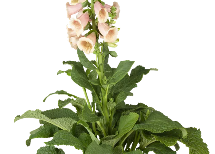 Garten-Fingerhut 'Apricot'