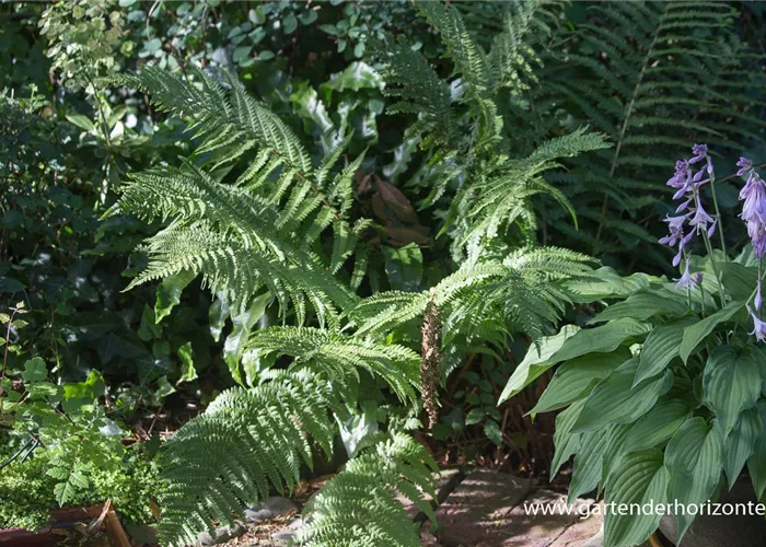 Gewöhnlicher Wurmfarn Gewöhnlicher Wurmfarn