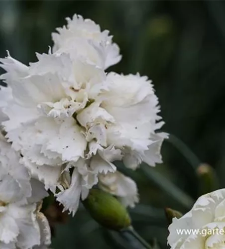 Feder-Nelke Feder-Nelke