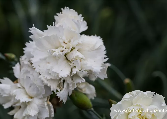 Feder-Nelke Feder-Nelke