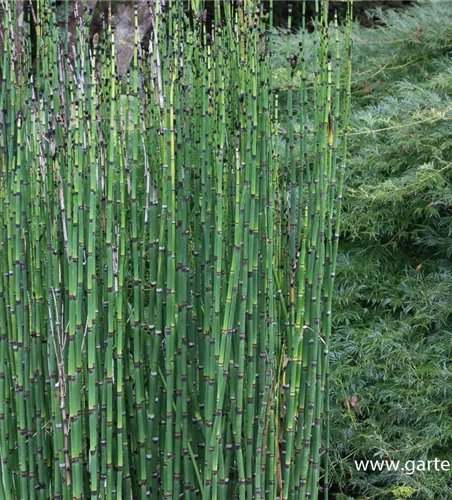 Winter-Schachtelhalm Winter-Schachtelhalm