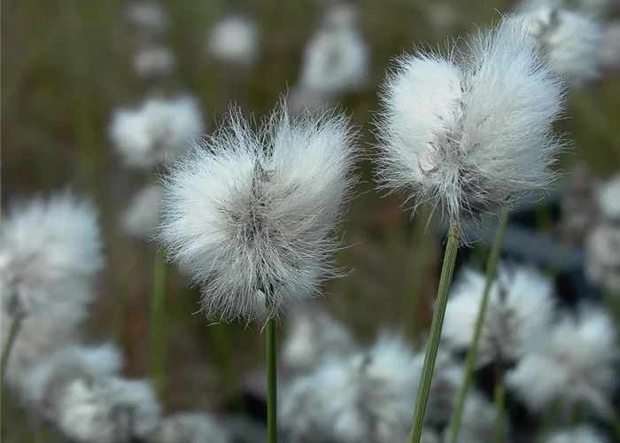 Scheidiges Wollgras Scheidiges Wollgras