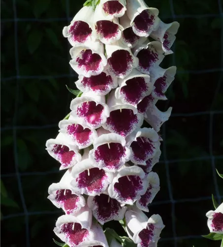 Garten-Fingerhut 'Pam´s Choice' Garten-Fingerhut 'Pam´s Choice'