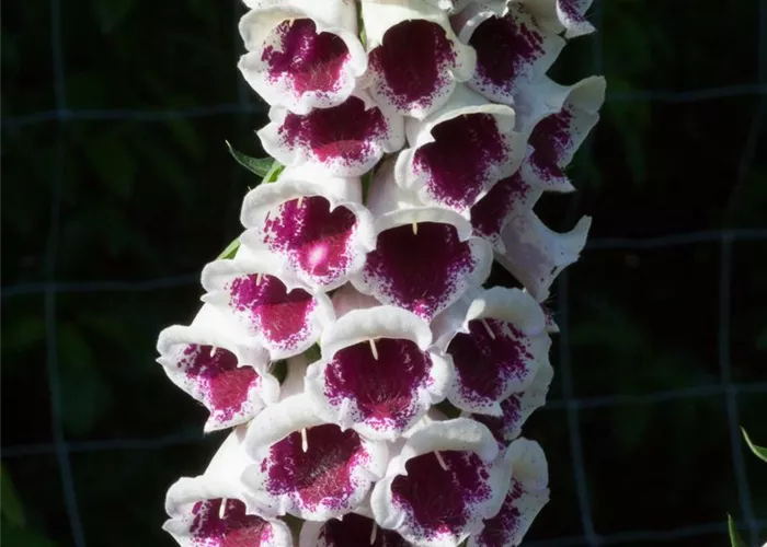 Garten-Fingerhut 'Pam´s Choice' Garten-Fingerhut 'Pam´s Choice'