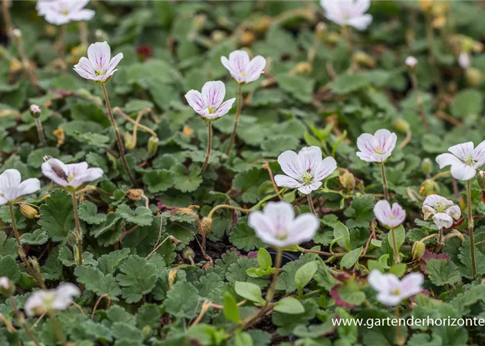 Reiherschnabel Reiherschnabel