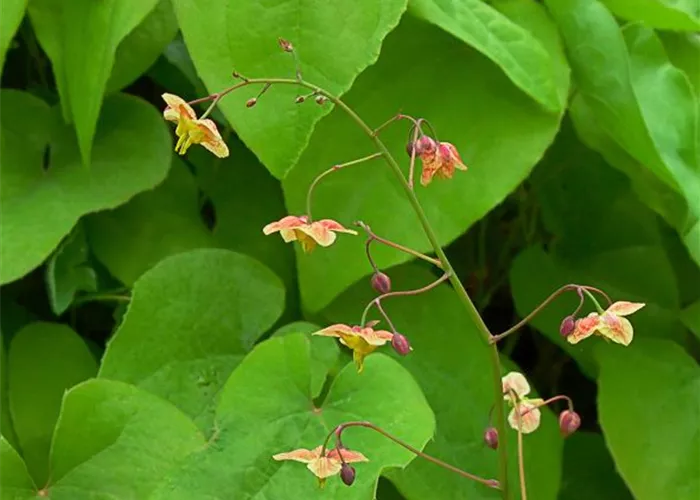 Schwarzmeer-Elfenblume Schwarzmeer-Elfenblume