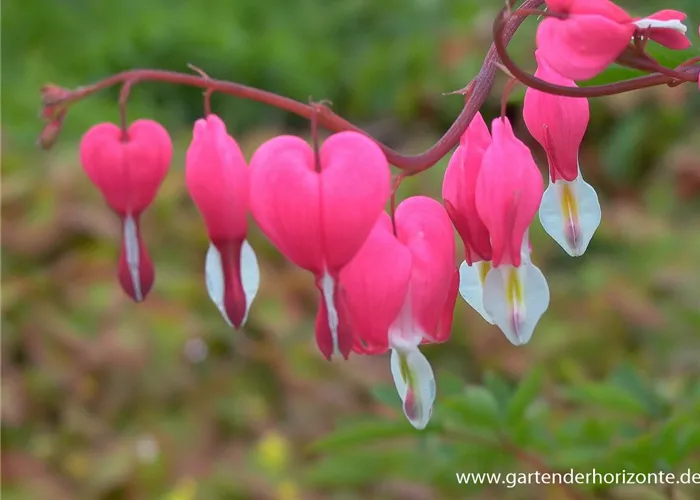 Tränendes Herz Tränendes Herz