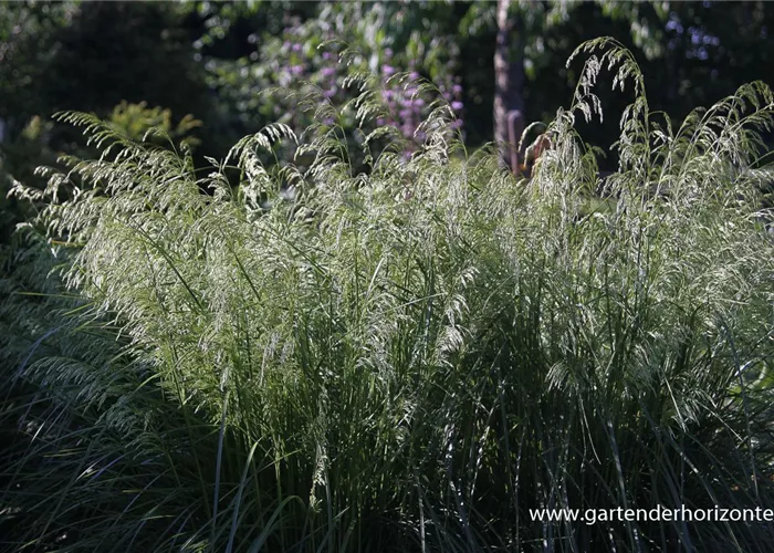 Rasen-Schmiele Rasen-Schmiele