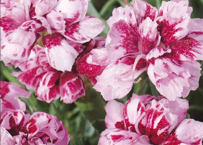 Pfingst-Nelke Pfingst-Nelke