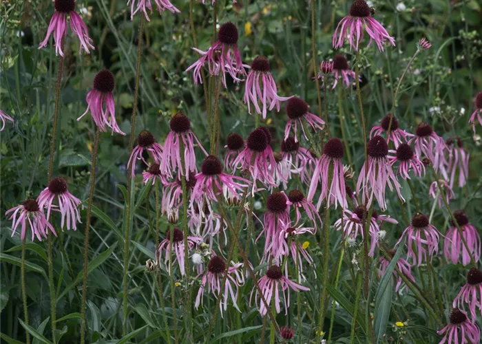 Bleicher Scheinsonnenhut