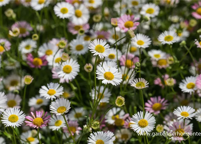 Karwinskis Feinstrahl