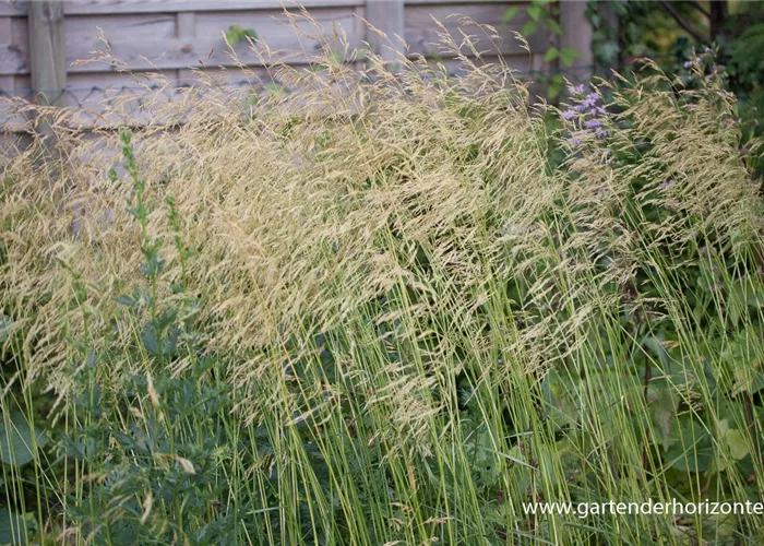 Garten-Schmiele 'Goldschleier' Garten-Schmiele 'Goldschleier'