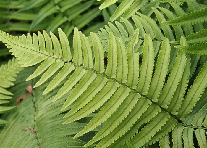 Elefantenrüsselfarn Elefantenrüsselfarn