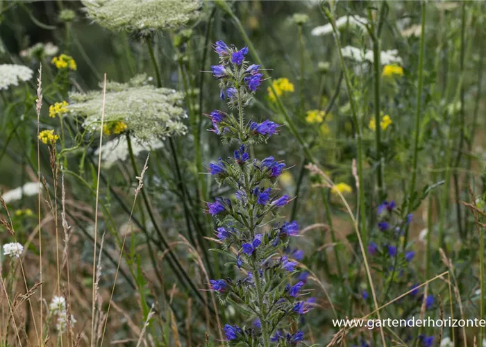 Gewöhnlicher Natternkopf Gewöhnlicher Natternkopf