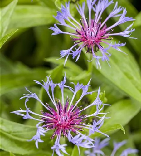 Centaurea montana Centaurea montana