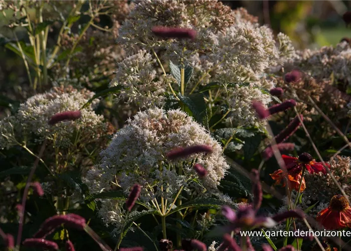 Großer Garten-Wasserdost 'Bartered Bride' Großer Garten-Wasserdost 'Bartered Bride'