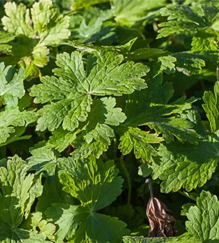 Geranium phaeum 'Raven'