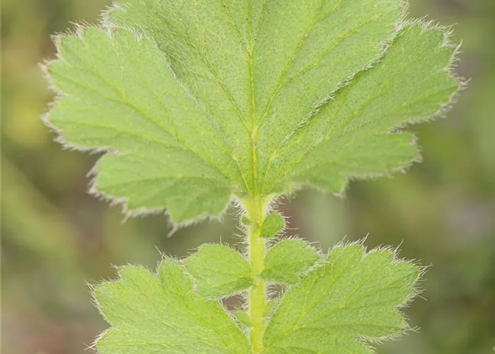 Chilenische Nelkenwurz Chilenische Nelkenwurz