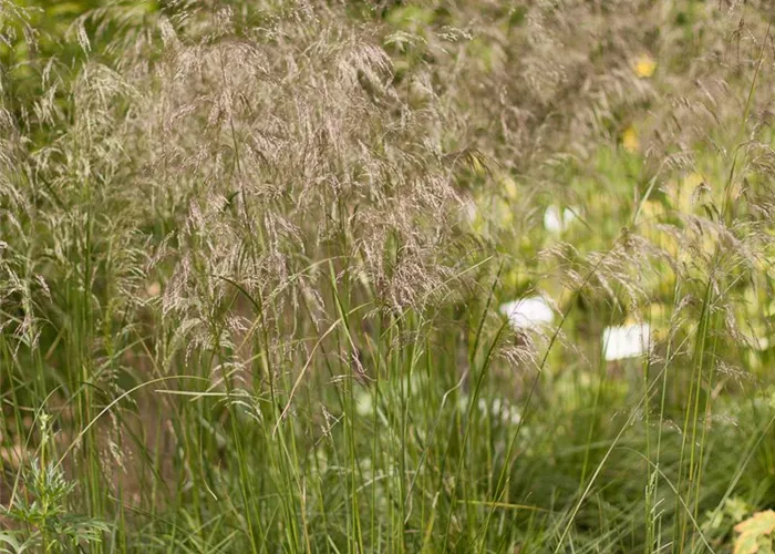 Garten-Schmiele 'Schottland'