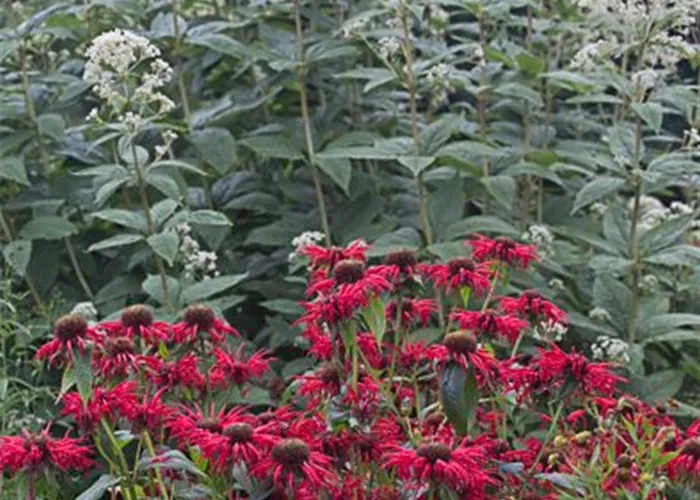 Großer Garten-Wasserdost 'Ivory Towers'