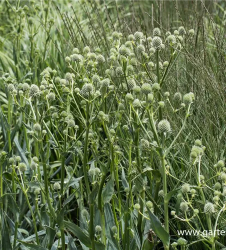 Palmlilienblättrige Mannstreu Palmlilienblättrige Mannstreu