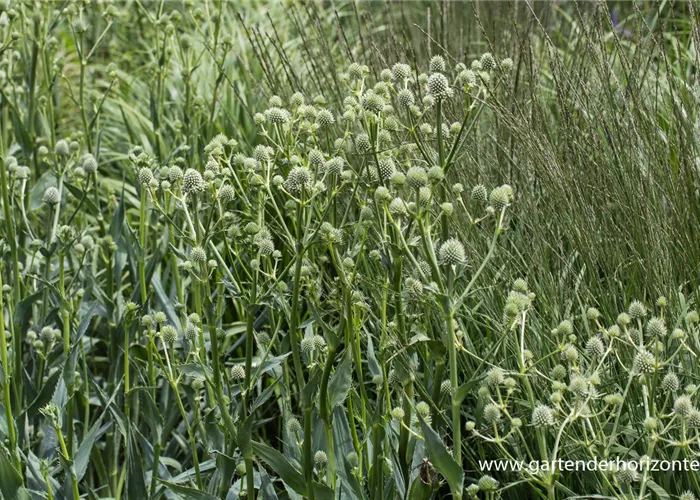 Palmlilienblättrige Mannstreu