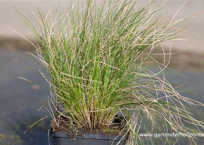 Amethyst-Schwingel Amethyst-Schwingel