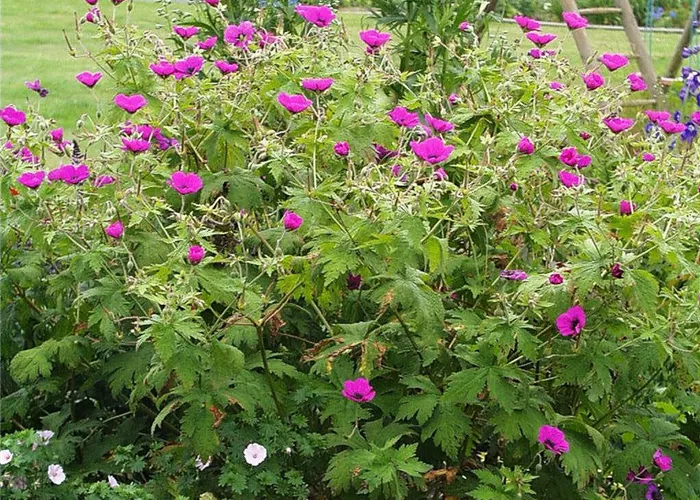 Armenischer Storchschnabel Armenischer Storchschnabel