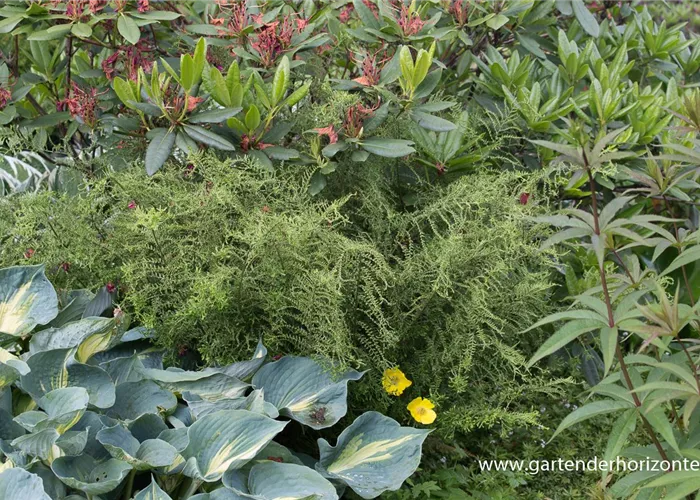 Garten-Goldschuppenfarn 'Cristata The King' Garten-Goldschuppenfarn 'Cristata The King'