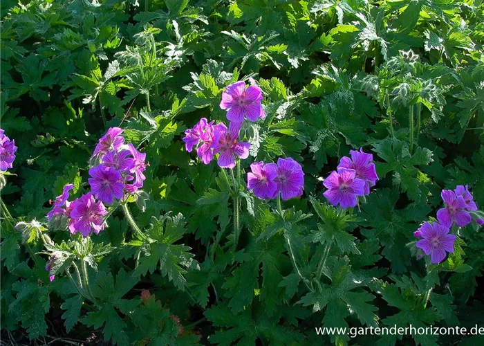 Prächtiger Storchschnabel Prächtiger Storchschnabel