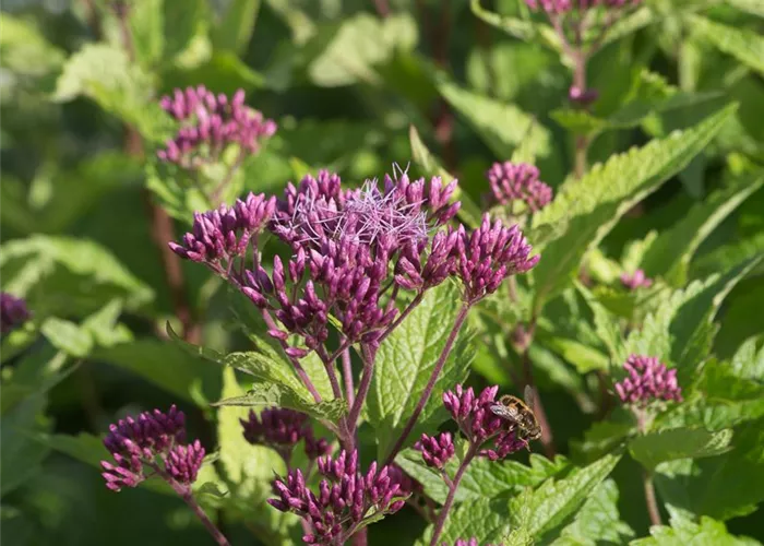 Großer Garten-Wasserdost 'Red Dwarf' Großer Garten-Wasserdost 'Red Dwarf'