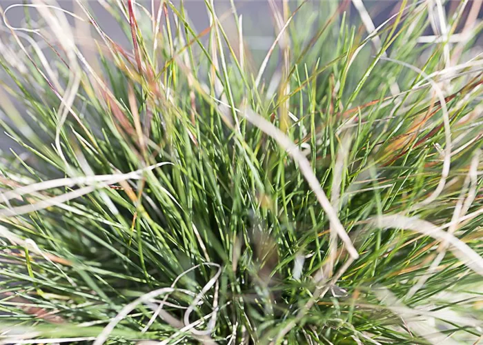 Amethyst-Schwingel Amethyst-Schwingel