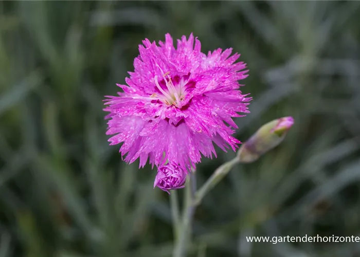 Feder-Nelke Feder-Nelke