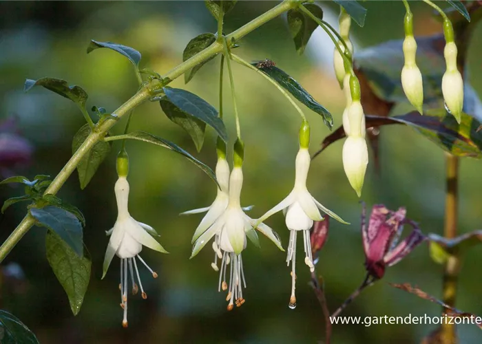 Garten-Fuchsie Garten-Fuchsie
