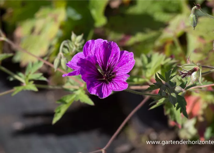 Armenischer Storchschnabel