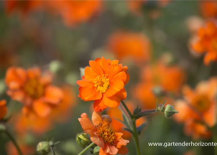 Chilenische Nelkenwurz Chilenische Nelkenwurz