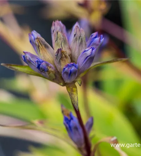 Gentiana dahurica Gentiana dahurica